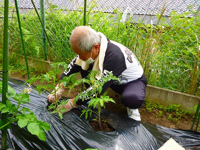 デイサービスさくら苑にて苗植えと朴葉寿司を食べました。