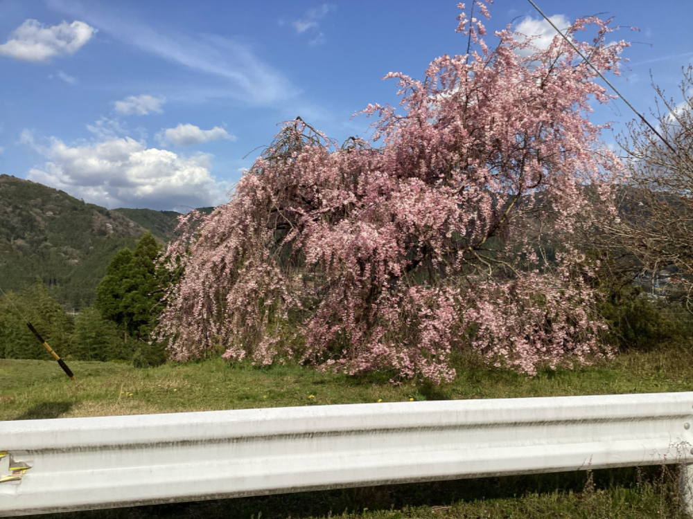 坂下山口桜と花桃が満開！