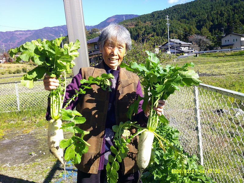 ふくおか　宅老所『かざぐるま』　かざぐるま農園、大根の収穫